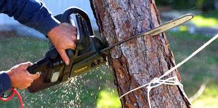 Best Hazardous Tree Removal  in Fords Prairie, WA