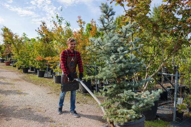 Best Palm Tree Trimming  in Fords Prairie, WA